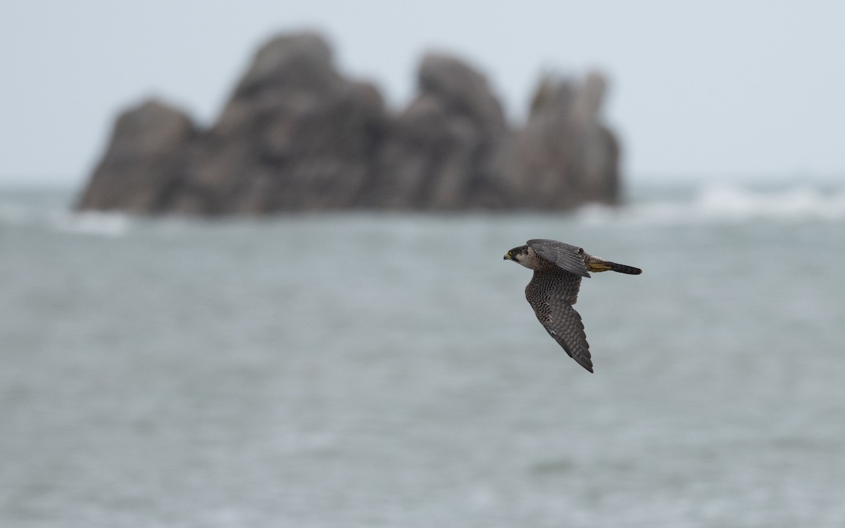 Peregrine Falcon - ML644197992