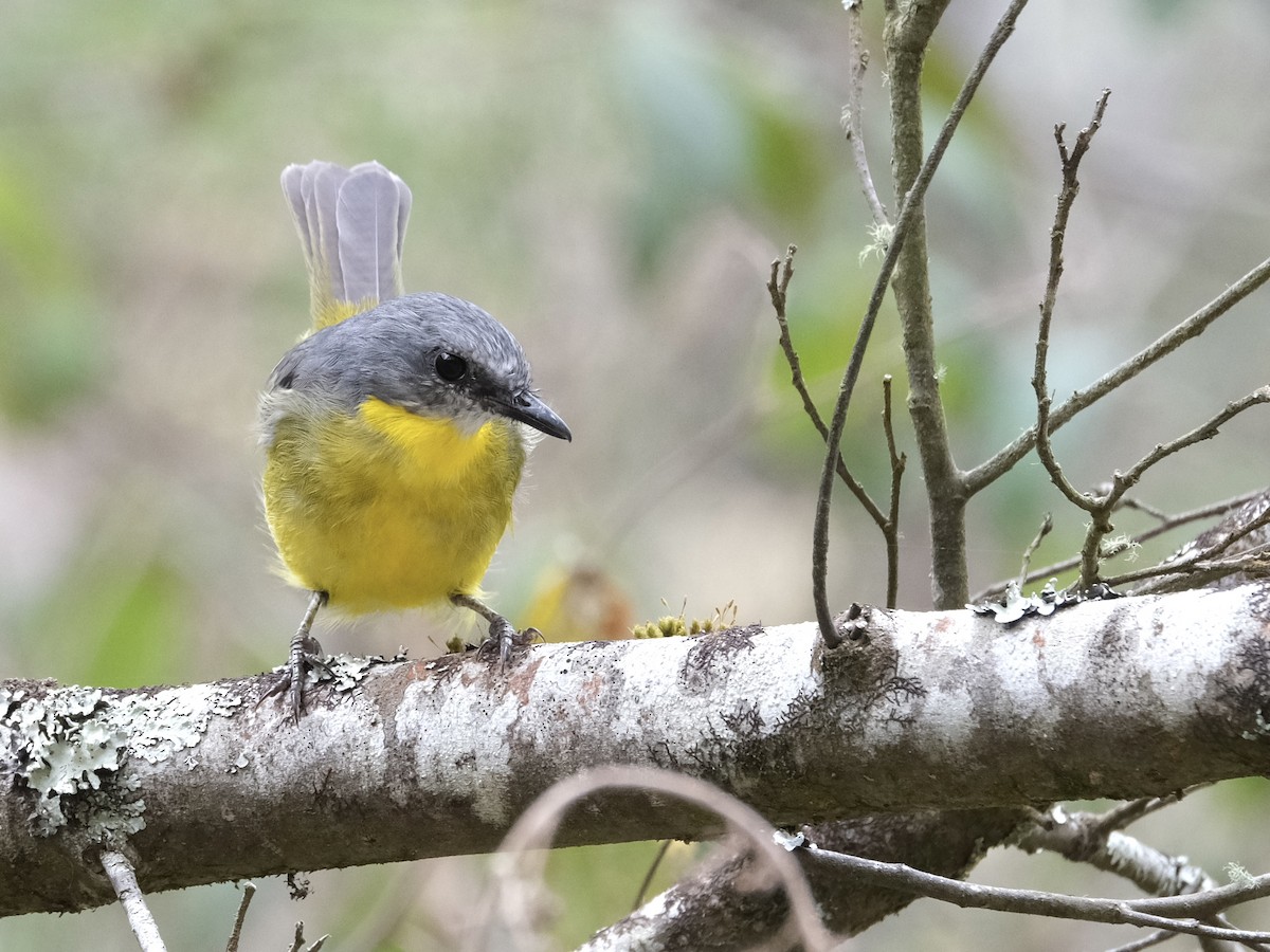 lejsčík žlutý - ML644197995