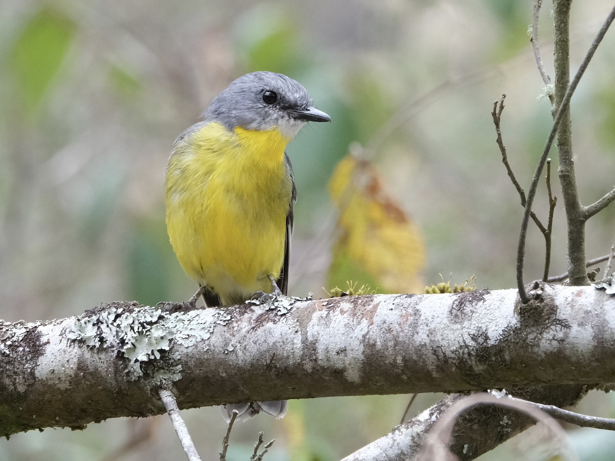 lejsčík žlutý - ML644197996