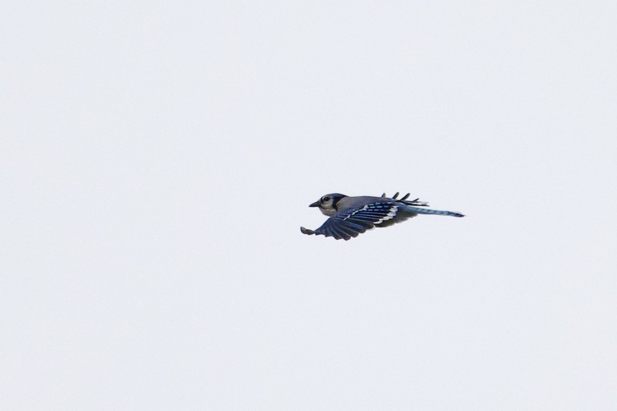 Blue Jay - ML644198004