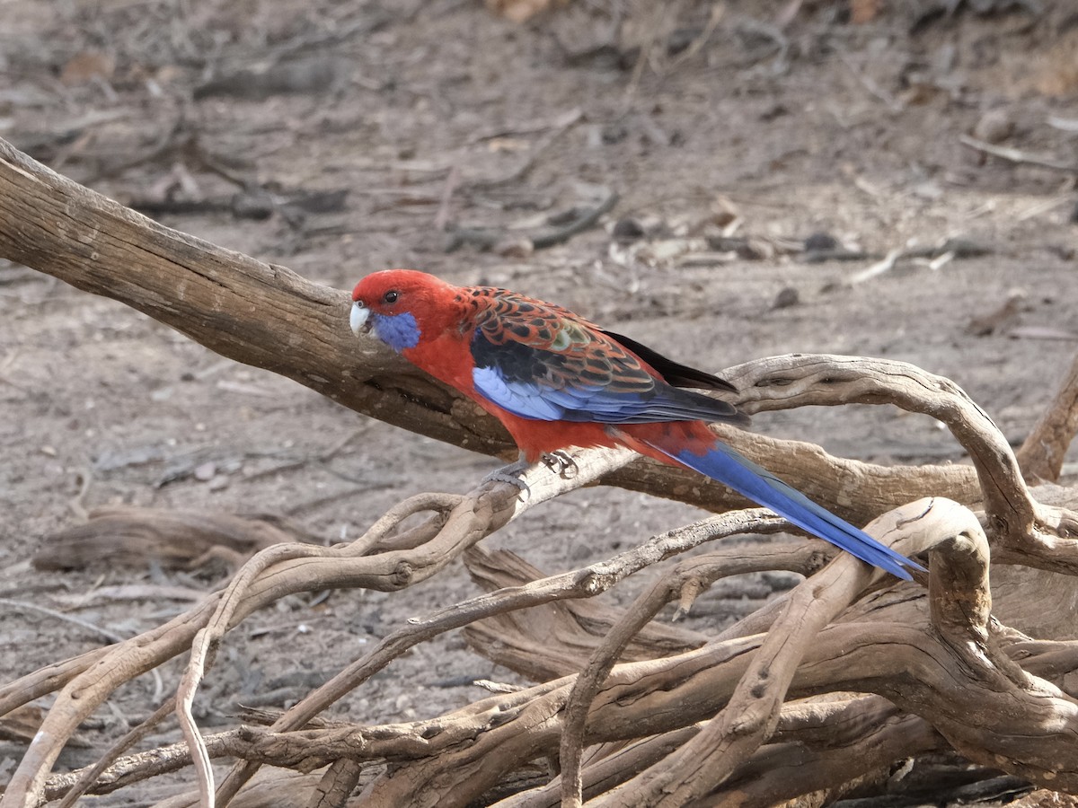 rosela Pennantova [skupina elegans] - ML644198017