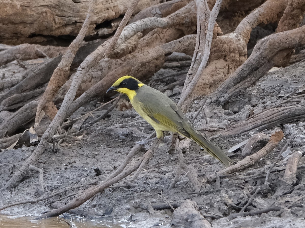 medosavka zlatohrdlá (ssp. melanops/meltoni) - ML644198020