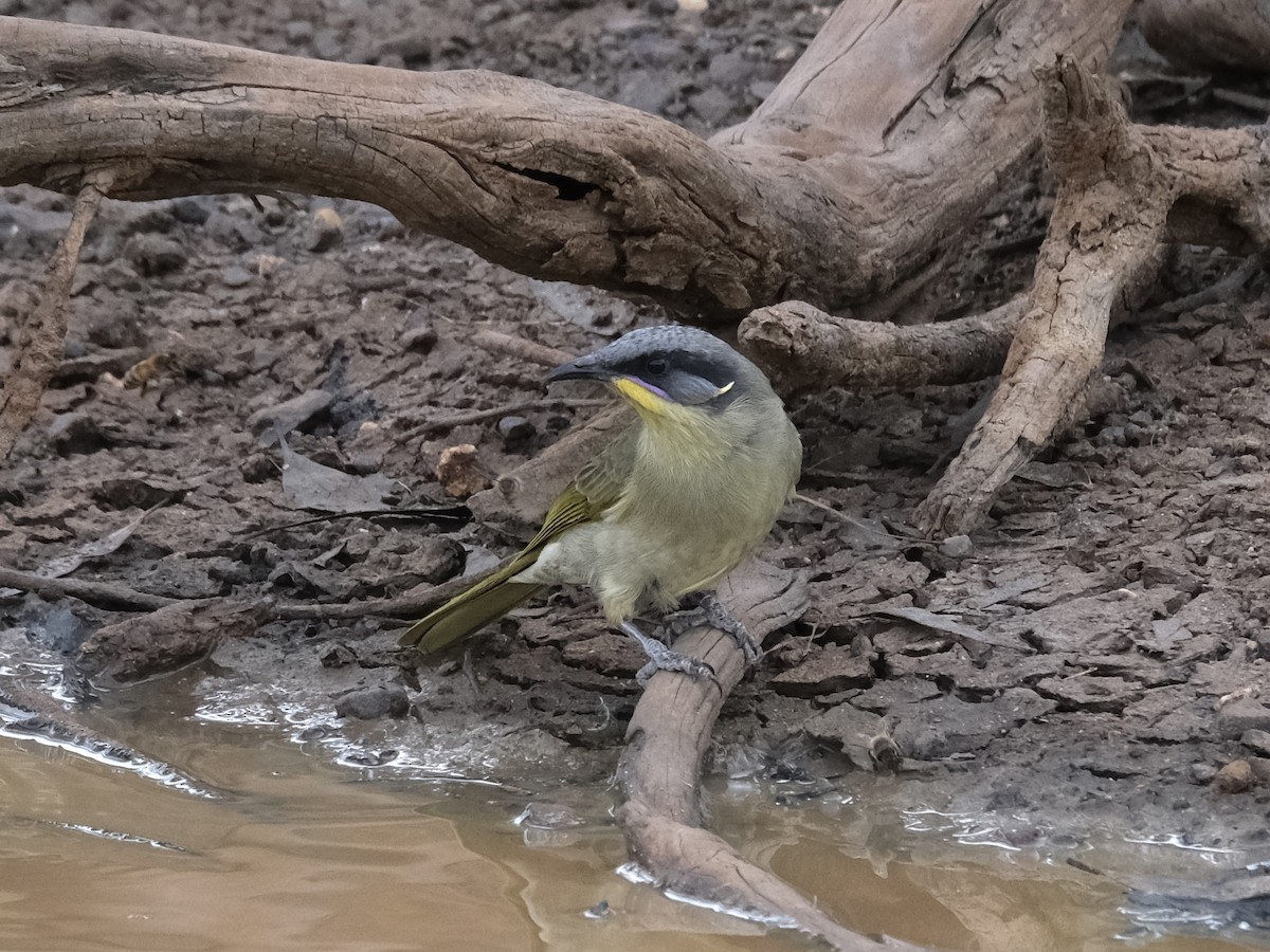 Purple-gaped Honeyeater - ML644198021