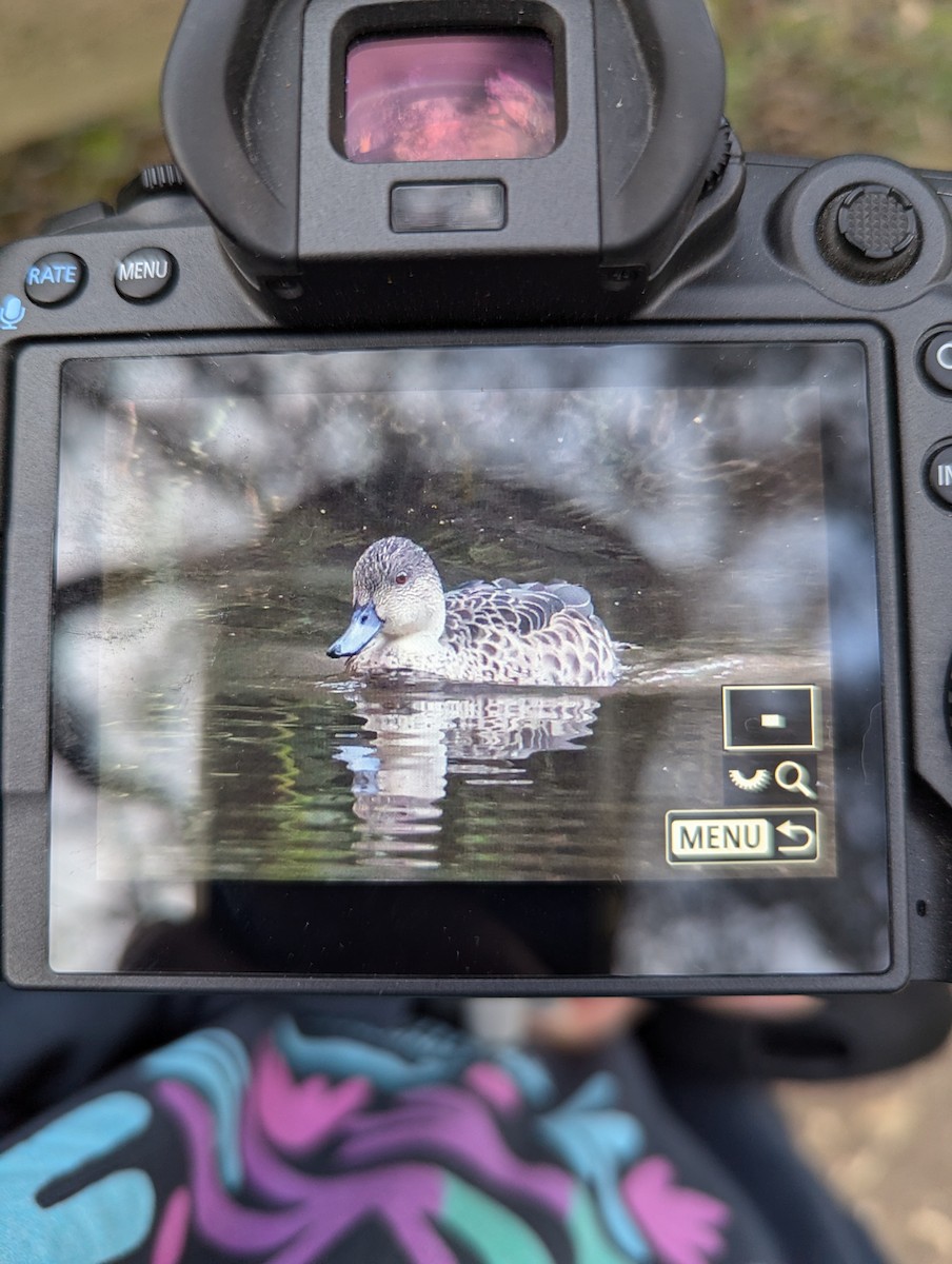 Zertzeta grisa - ML644198024