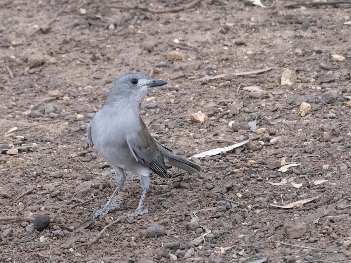 Gray Shrikethrush - ML644198025