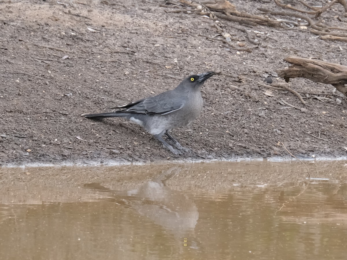 flétňák bělořitý (ssp. versicolor/plumbea) - ML644198030