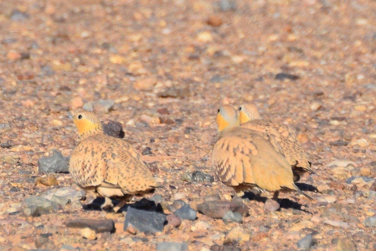 Spotted Sandgrouse - ML644198039