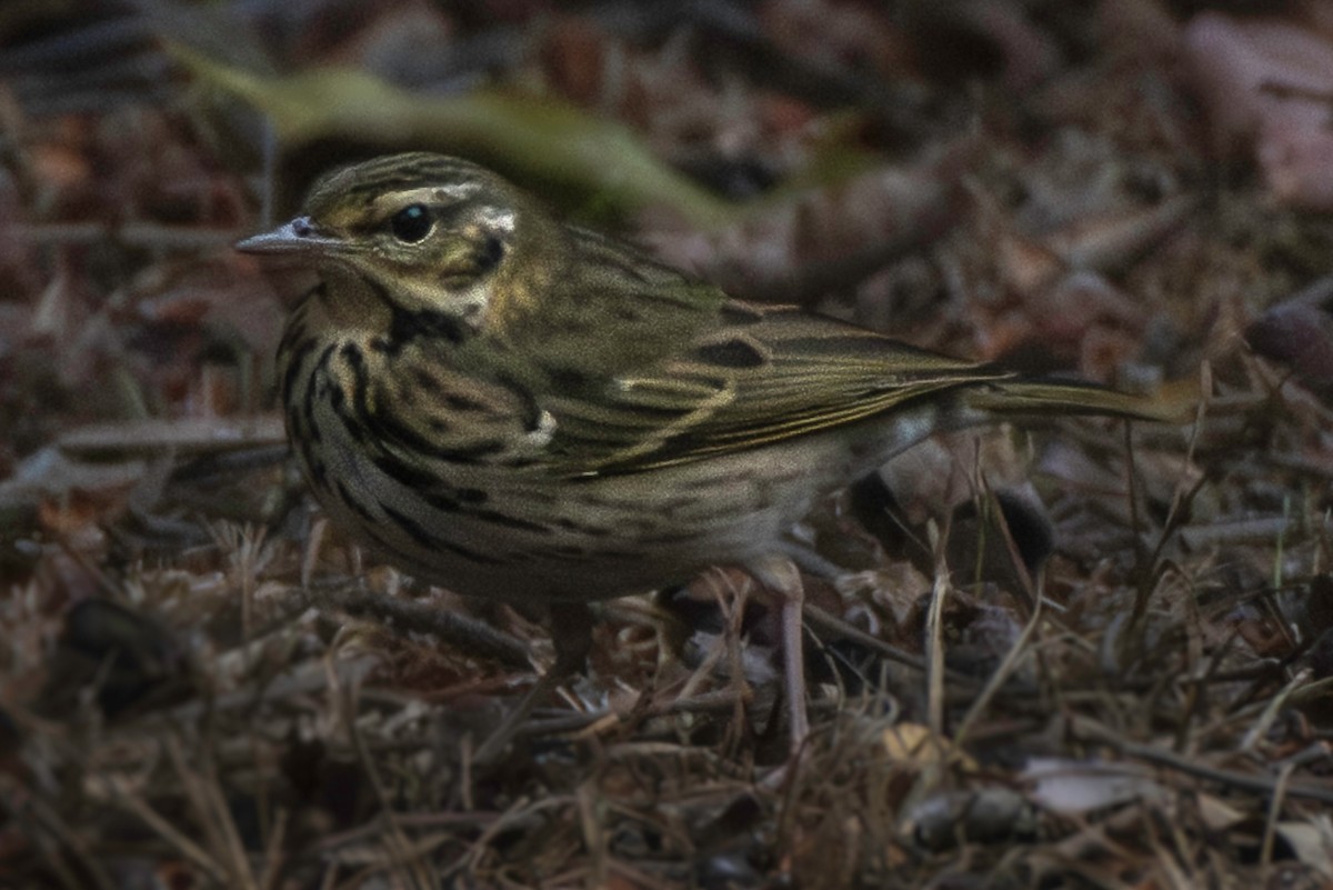 Prispolone indiano - ML644198044