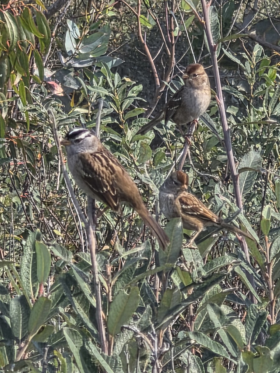 White-crowned Sparrow - ML644198045
