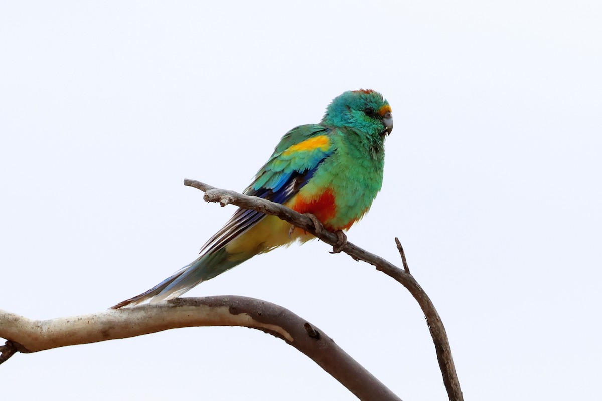 Mulga Parrot - ML644198051