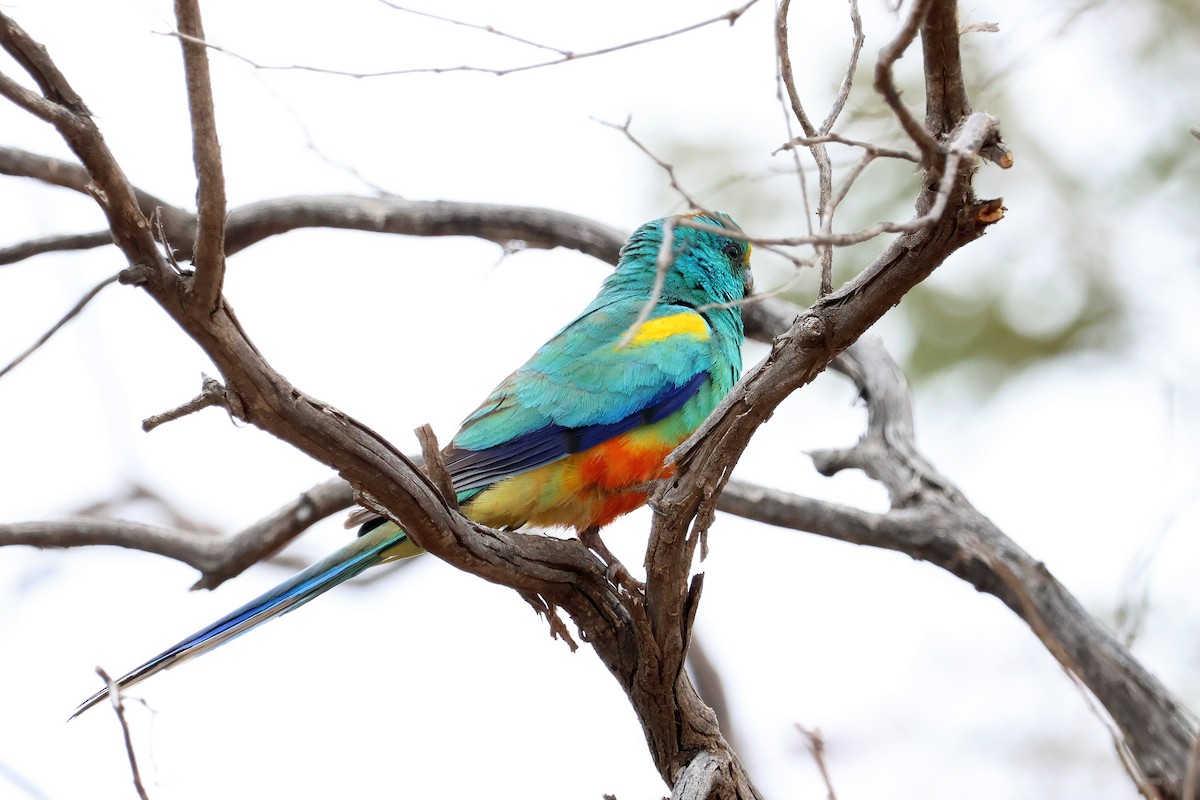 Mulga Parrot - ML644198052