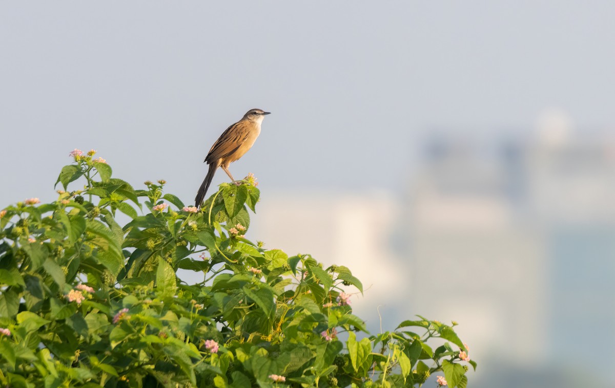 Striated Grassbird - ML644198053