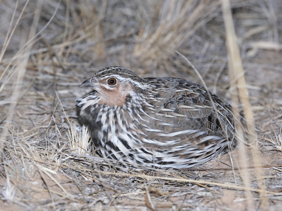 Stubble Quail - ML644198054