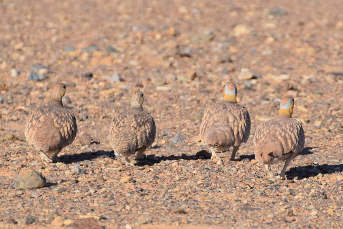 Crowned Sandgrouse - ML644198055