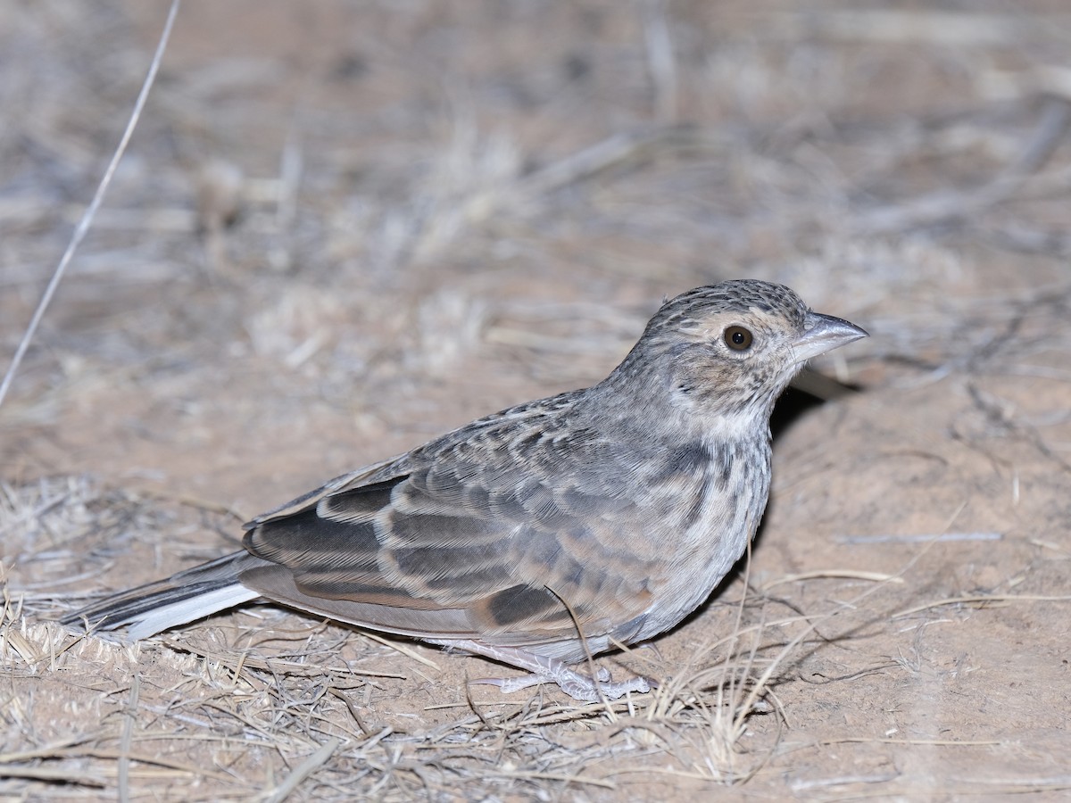 Singing Bushlark (Australasian) - ML644198065