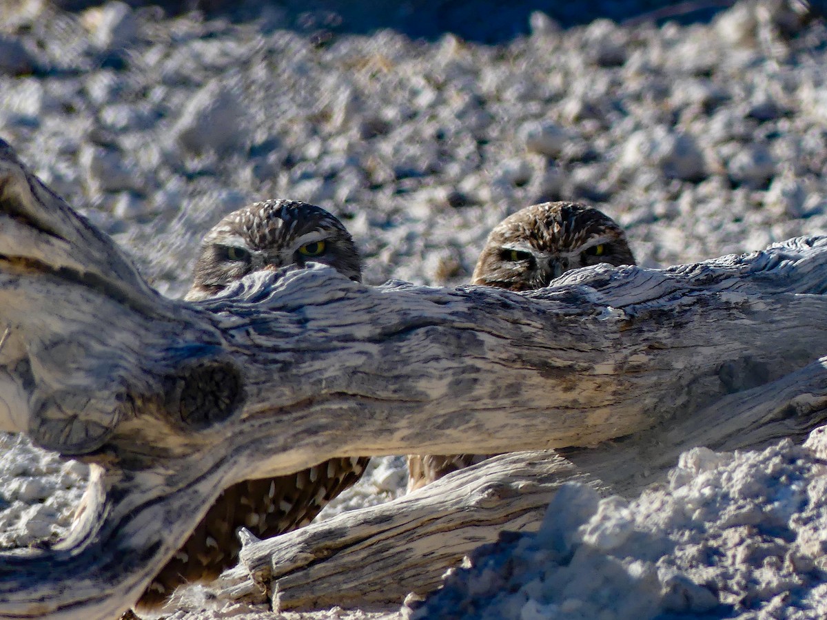 Burrowing Owl - ML644198073