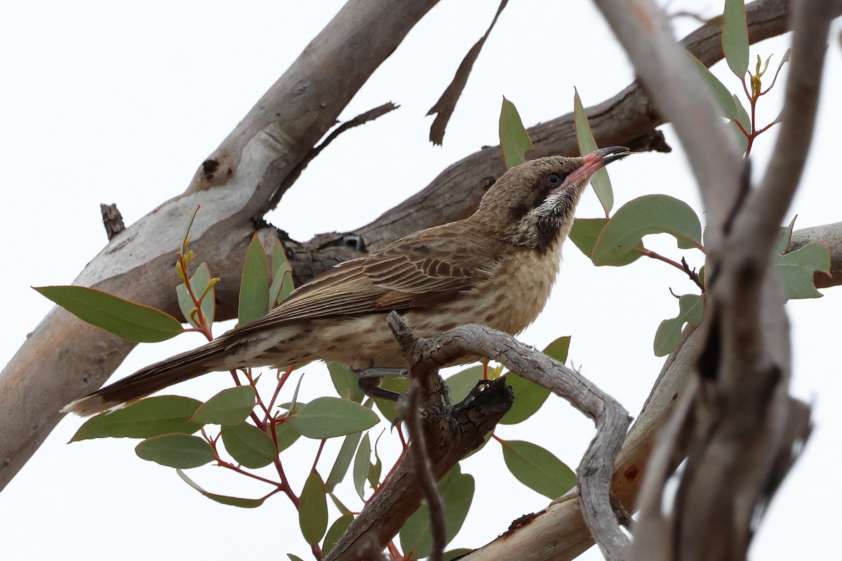 Spiny-cheeked Honeyeater - ML644198075