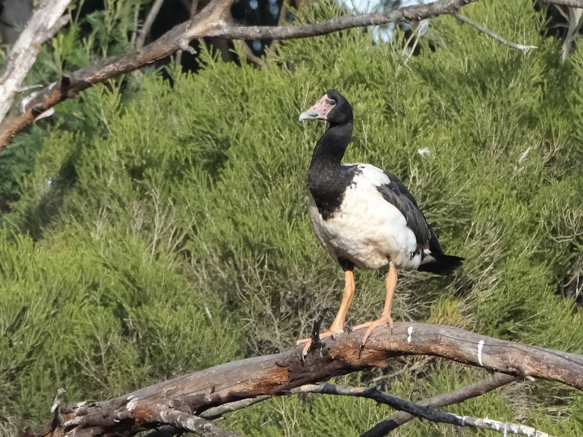 skjæregås - ML644198087