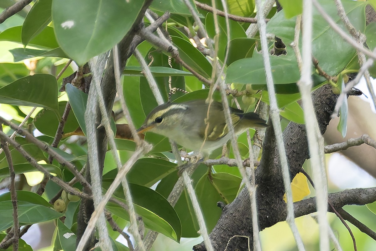 Claudia's Leaf Warbler - ML644198089