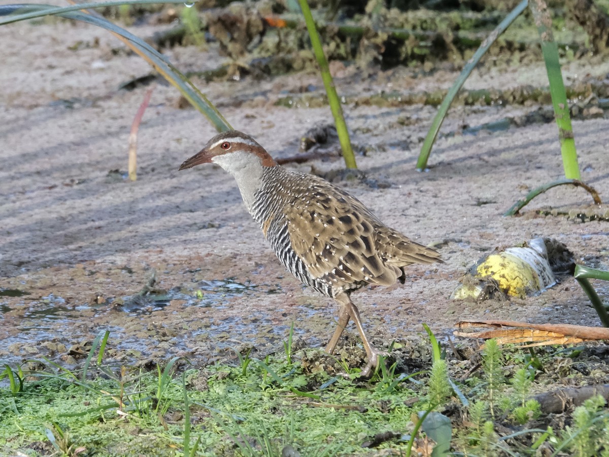 båndrikse - ML644198090