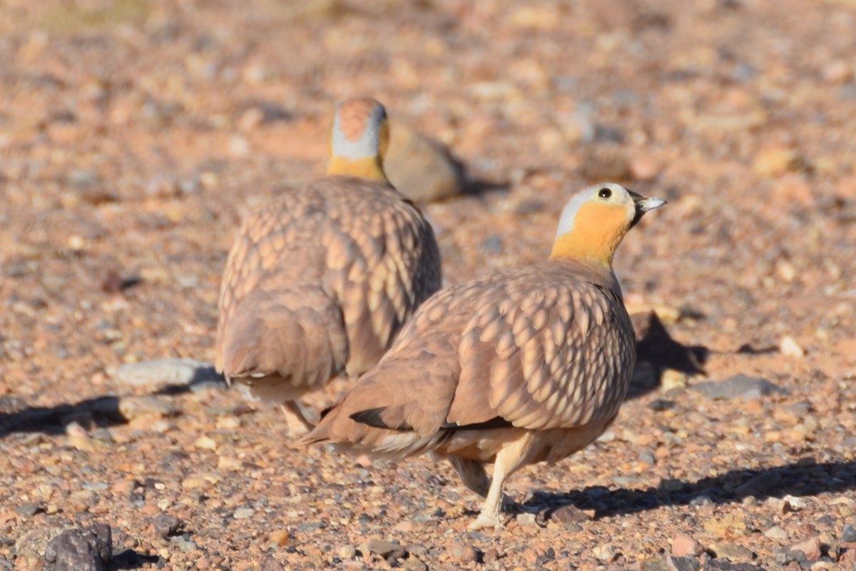 Crowned Sandgrouse - ML644198092