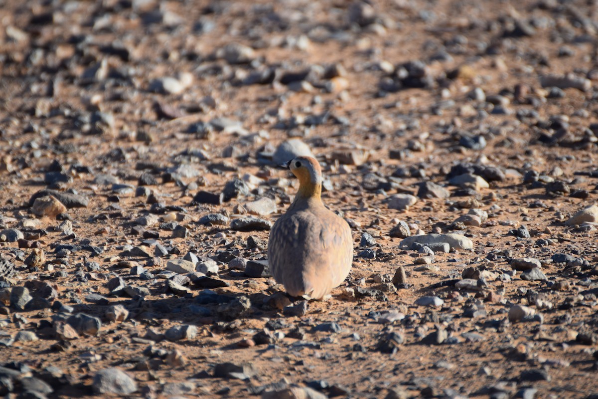 Crowned Sandgrouse - ML644198100