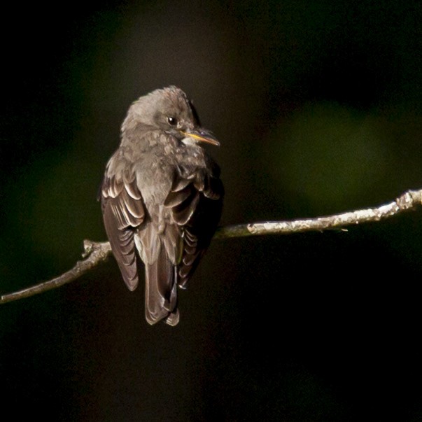 Olive-sided Flycatcher - ML644198106