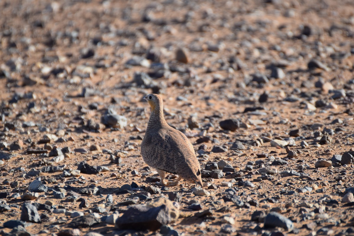 Crowned Sandgrouse - ML644198108
