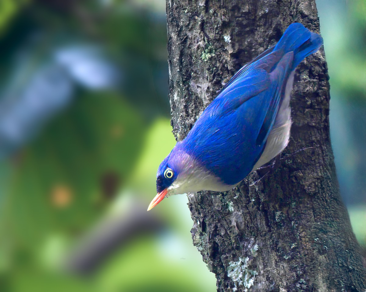 Velvet-fronted Nuthatch - ML644198115