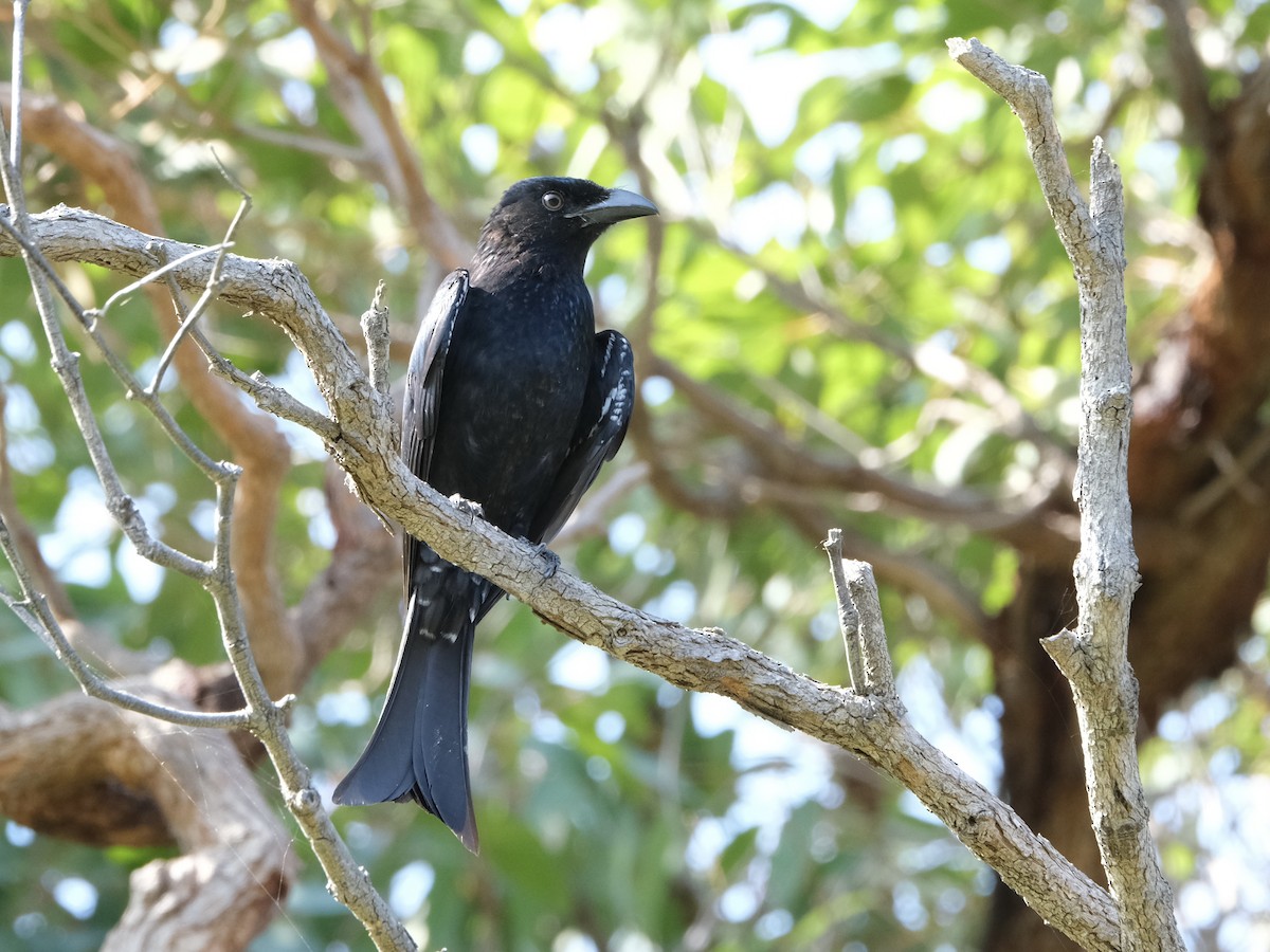 drongo vločkoprsý [skupina bracteatus] - ML644198116