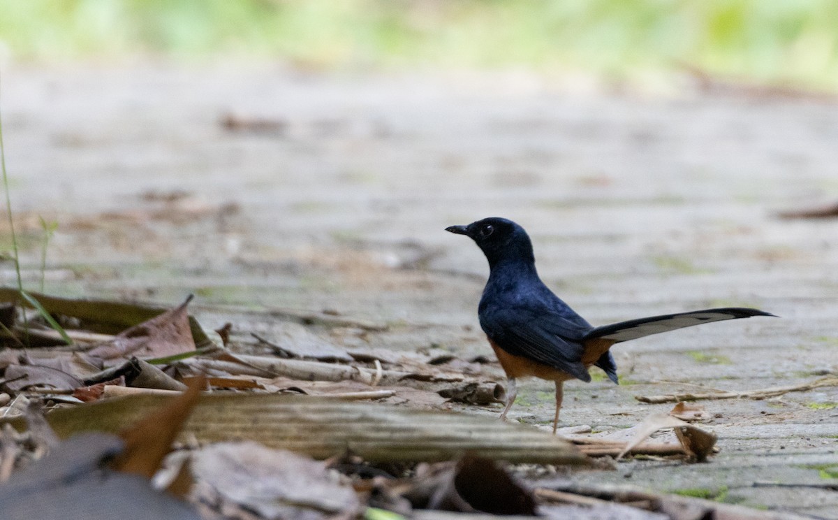 White-rumped Shama - ML644198117