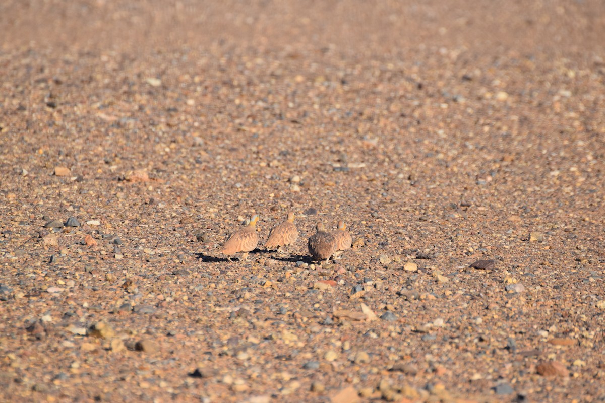 Crowned Sandgrouse - ML644198119