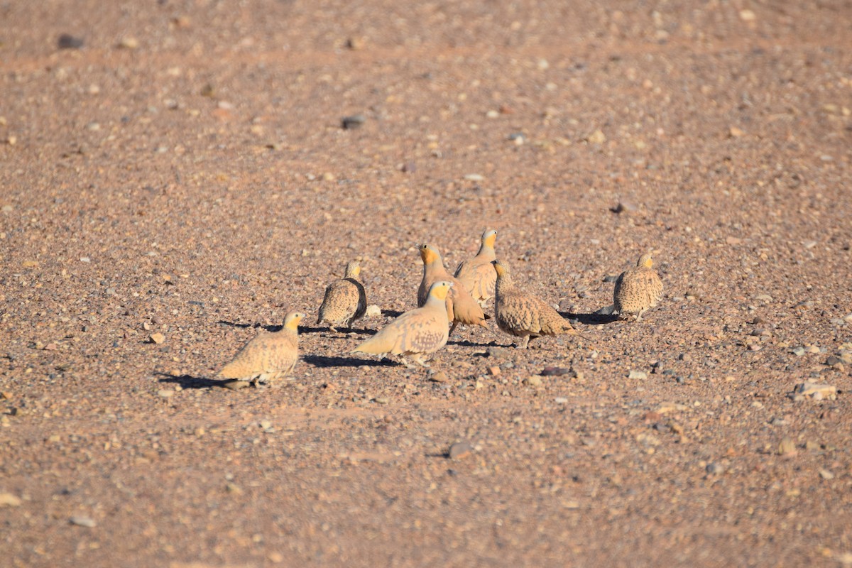 Spotted Sandgrouse - ML644198130