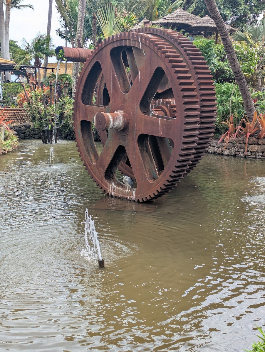 Black-crowned Night Heron - ML644198133