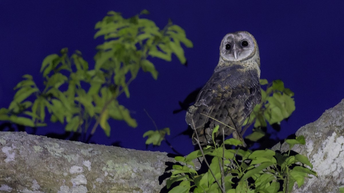 Sulawesi Masked-Owl - ML644198143