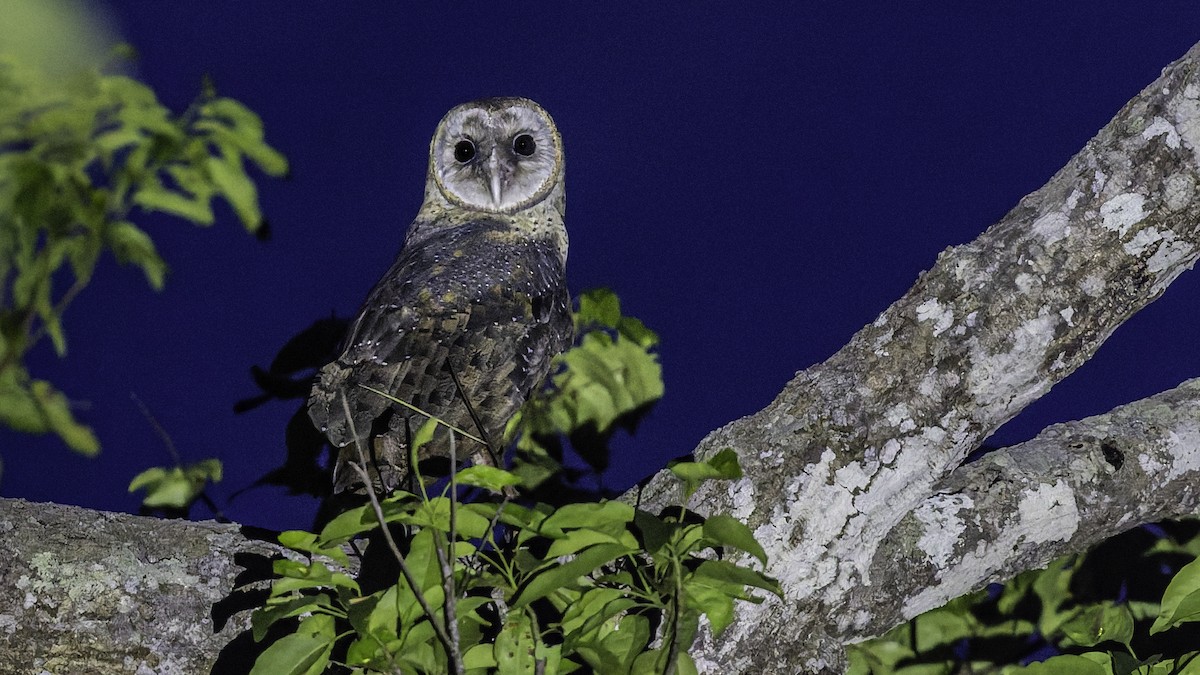 Sulawesi Masked-Owl - ML644198144