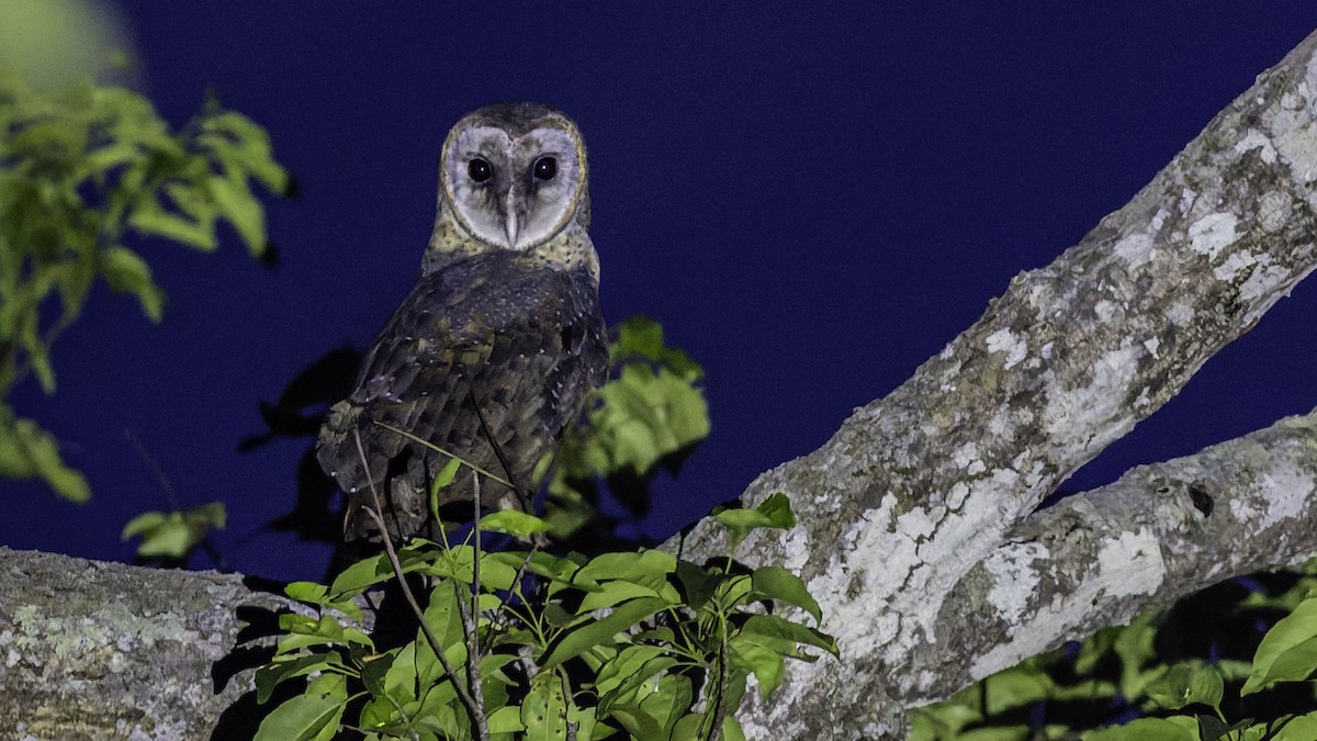 Sulawesi Masked-Owl - ML644198145
