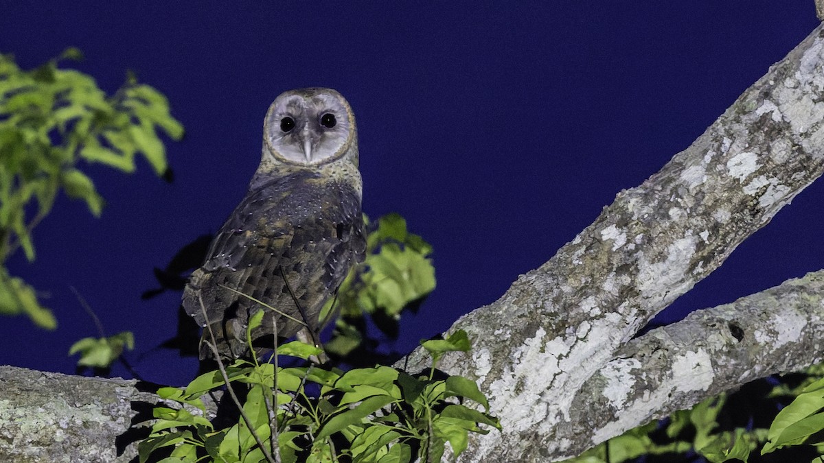 Sulawesi Masked-Owl - ML644198146