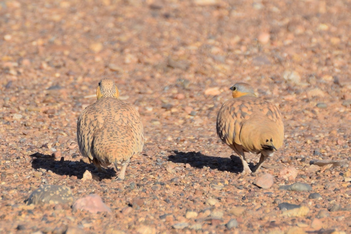 Spotted Sandgrouse - ML644198156