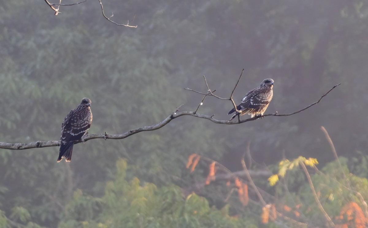 Black Kite (Black-eared) - ML644198158