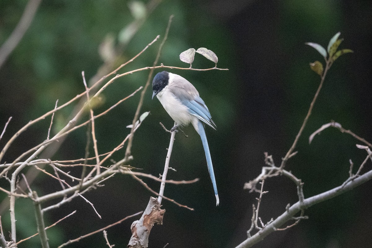 Mavi Saksağan - ML644198162