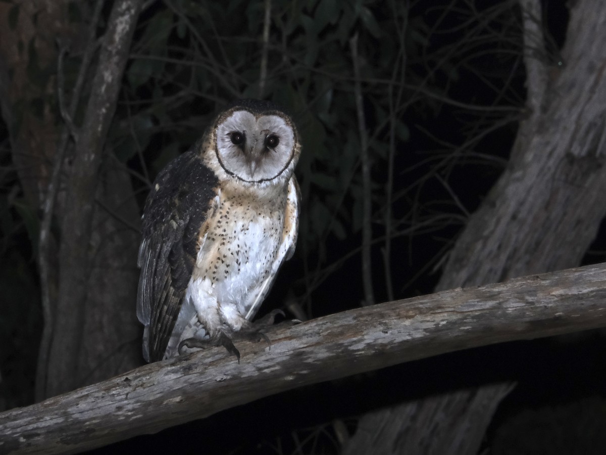 sova australská - ML644198163