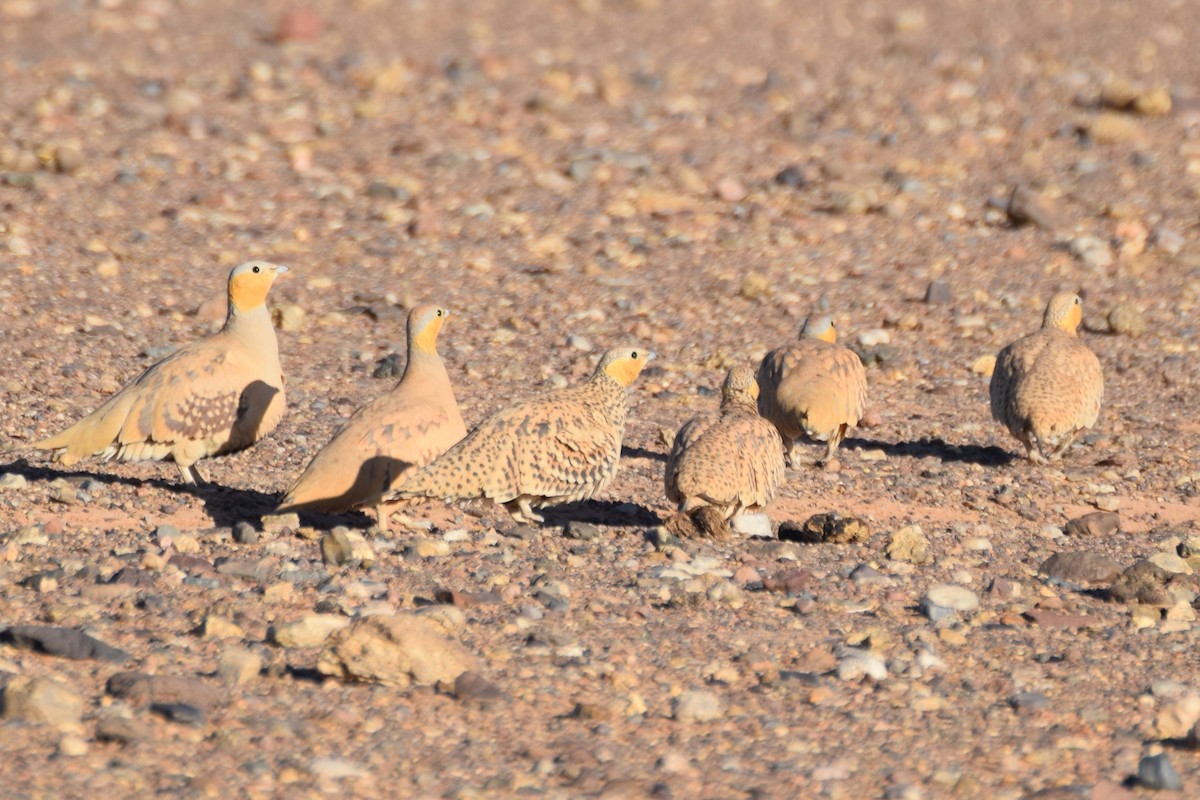 Spotted Sandgrouse - ML644198169