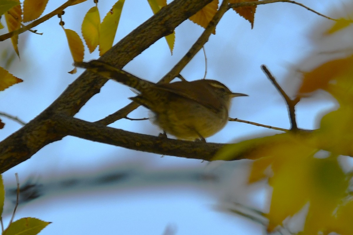 Підбуреник - ML644198170