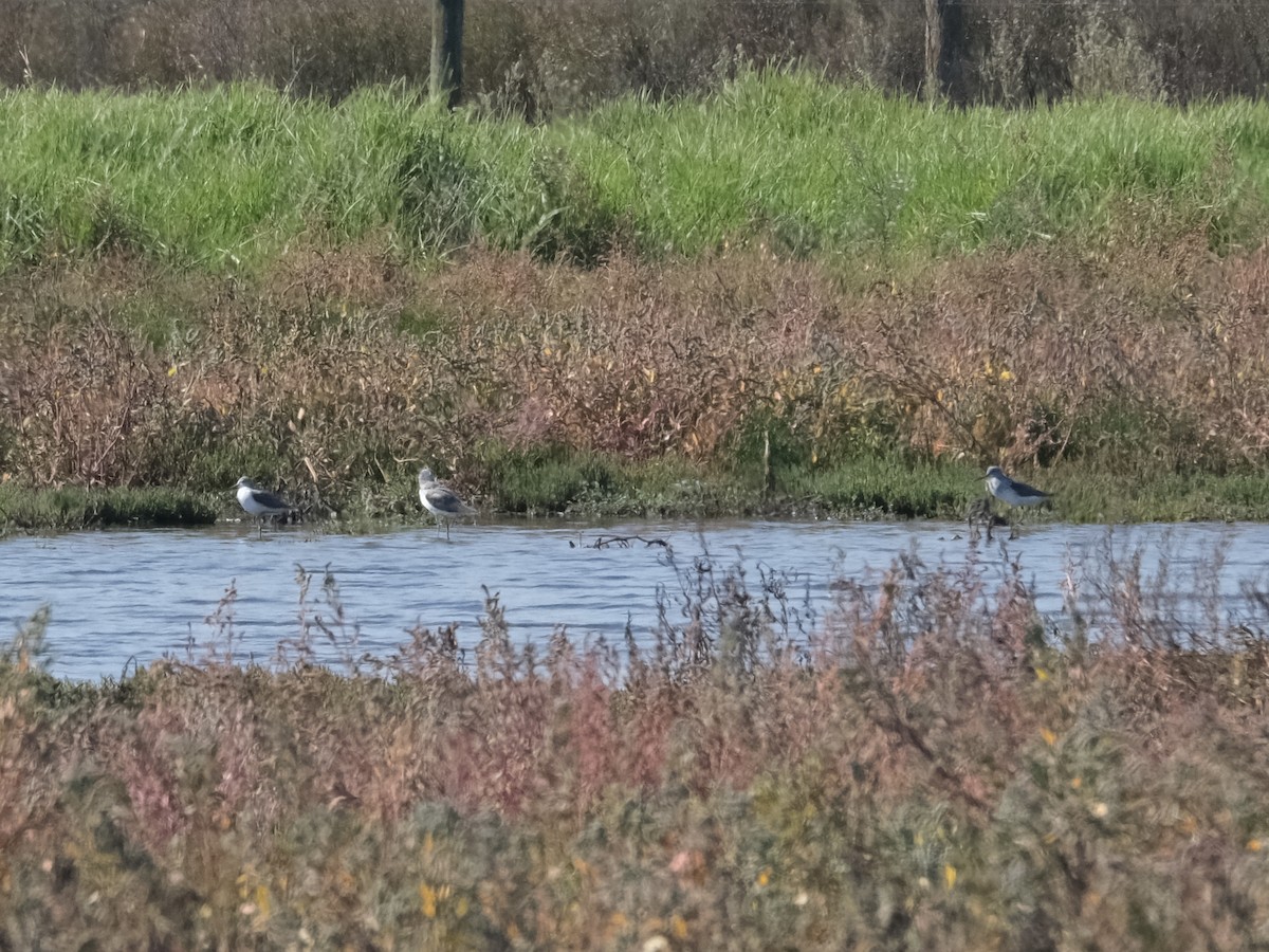 vodouš šedý - ML644198183