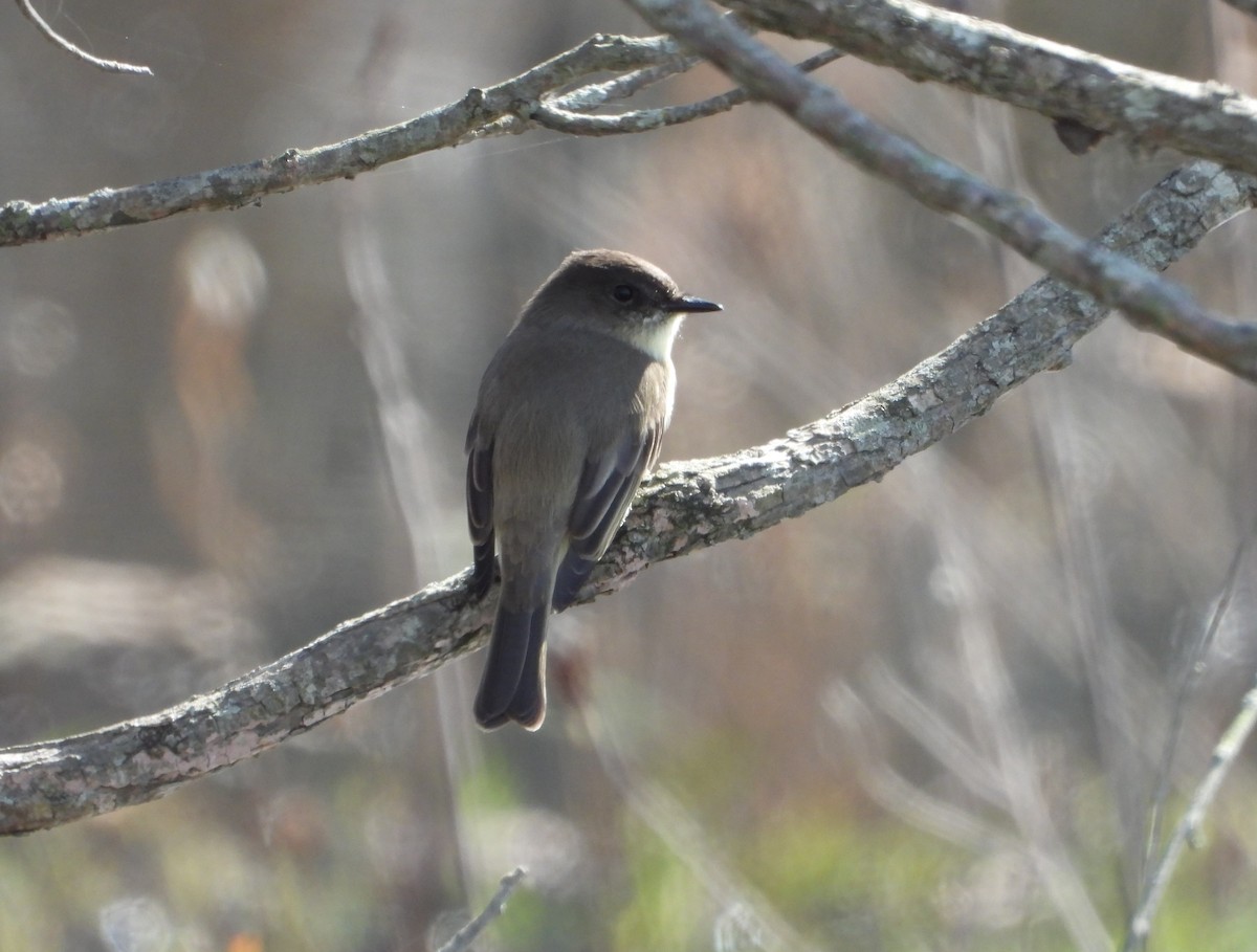 Ak Karınlı Fibi - ML644198185