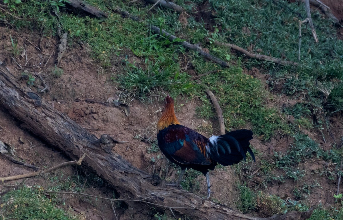 Red Junglefowl - ML644198186