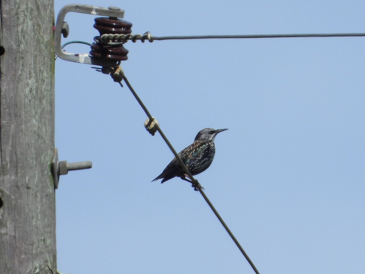 Sığırcık - ML644198187