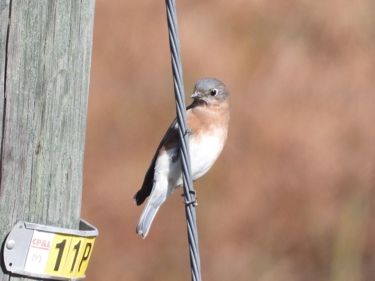 Doğulu Mavi Ardıç - ML644198188