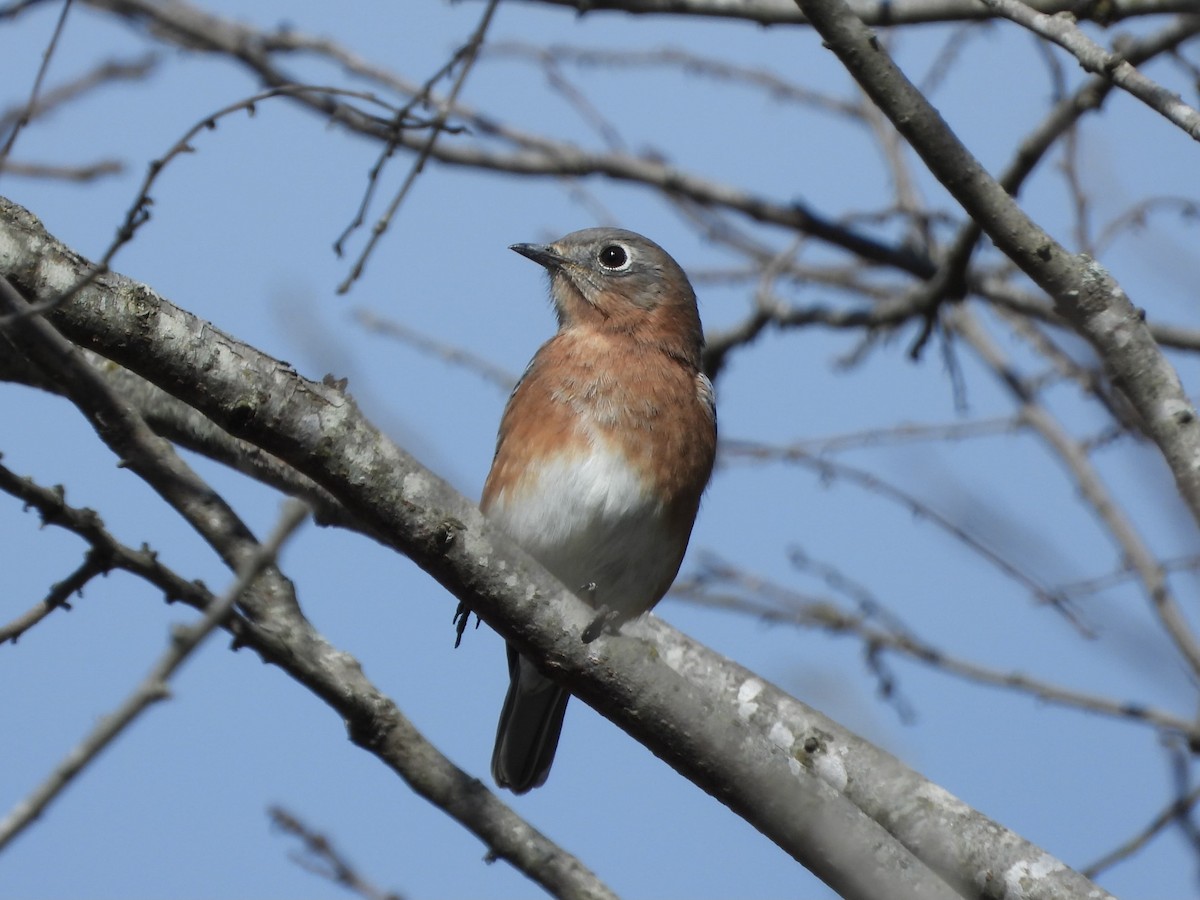 Doğulu Mavi Ardıç - ML644198189